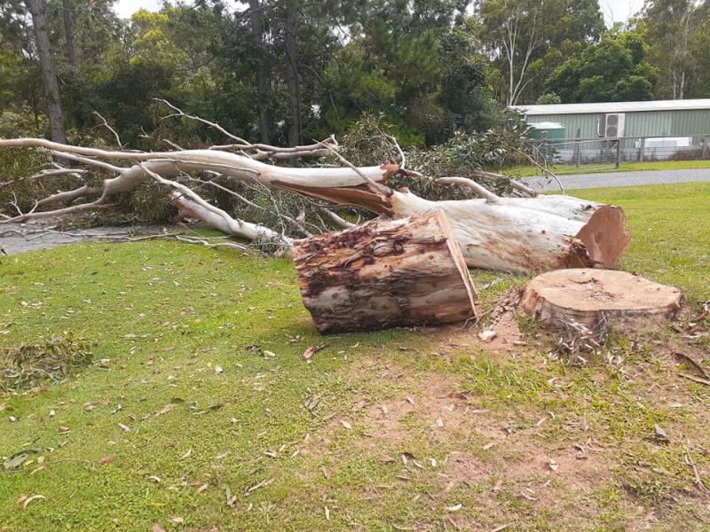 queensland arborist