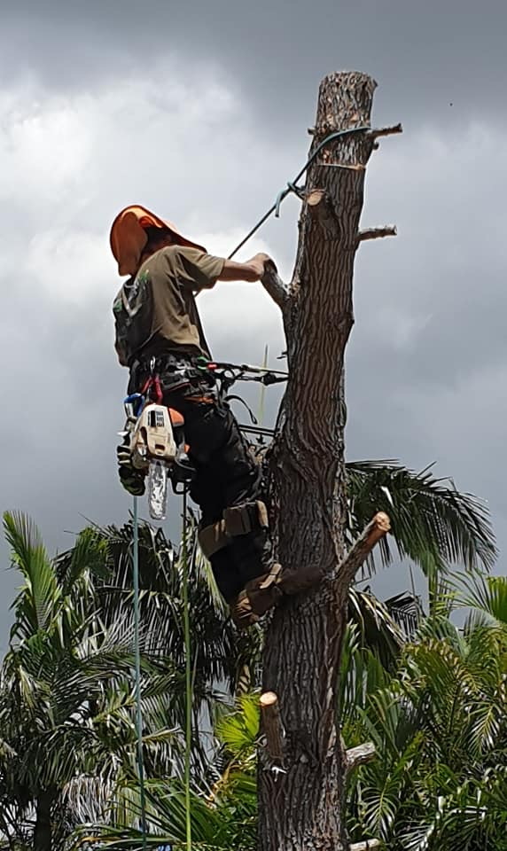 tree removal expert qld