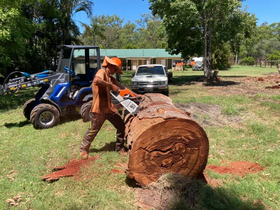 local arborist queensland