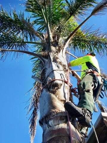 palm tree trimming service