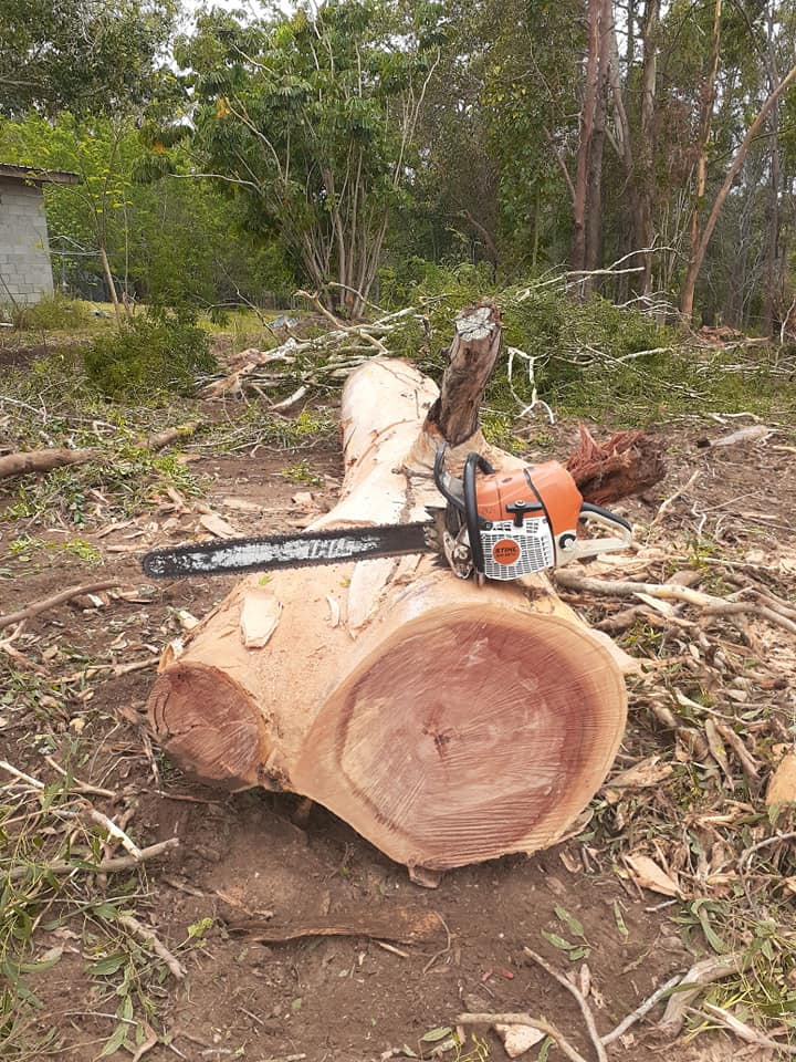 tree removal experts