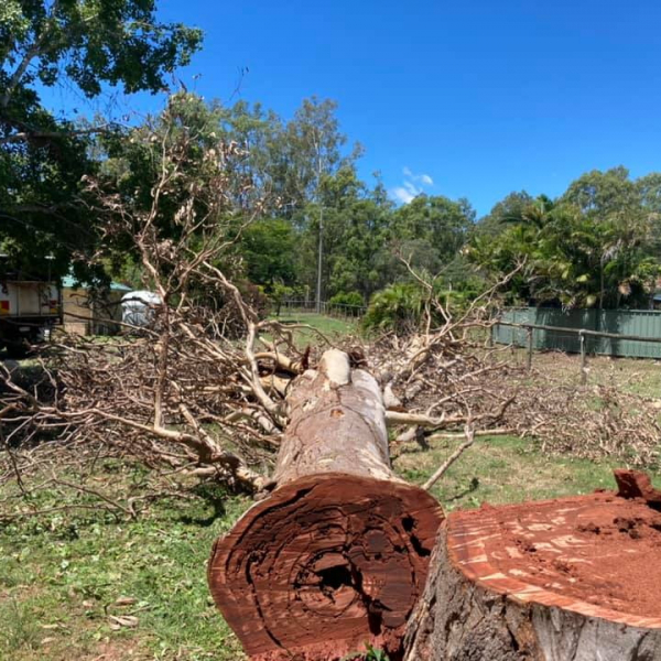 Felling Dead Trees