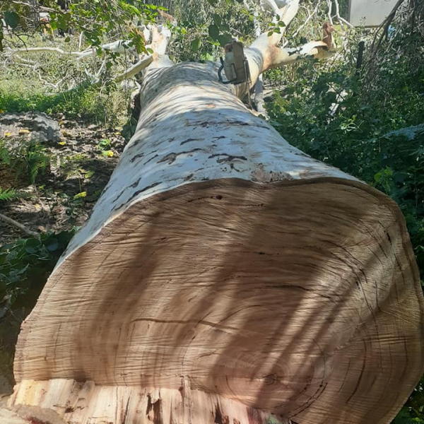 Large Tree Removal