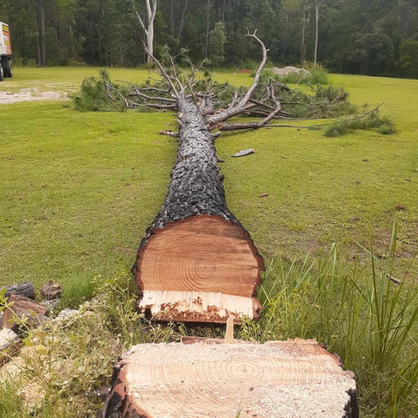 Felling large trees