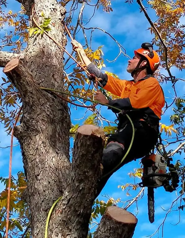 Expert Arborist Brisbane