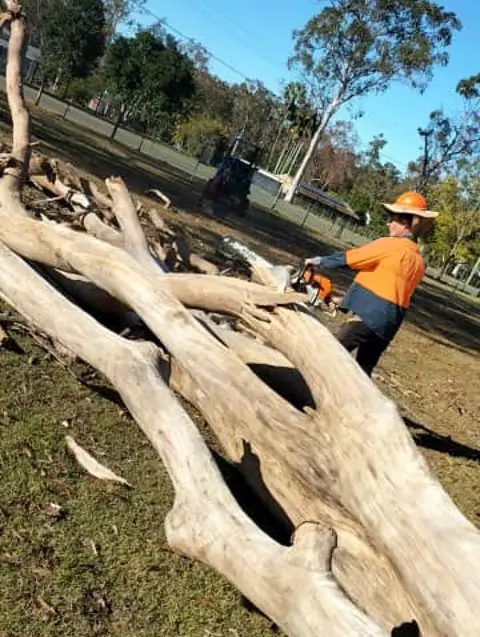 Fallen Tree Removal