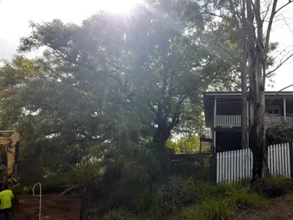 Logan Tree Removal Service Before