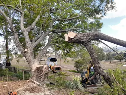 Logan Tree Removal Service During