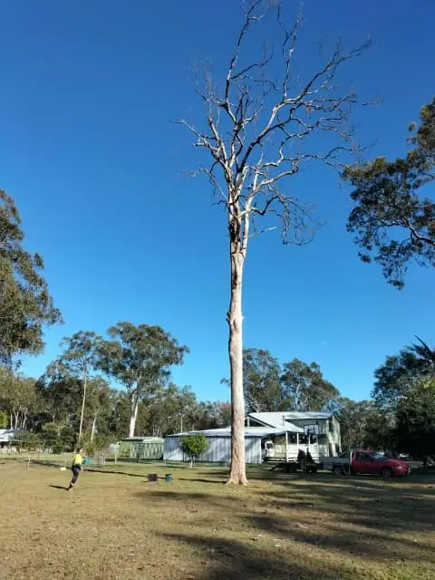 Tree Services Logan