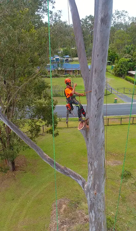 tree removal service arborist