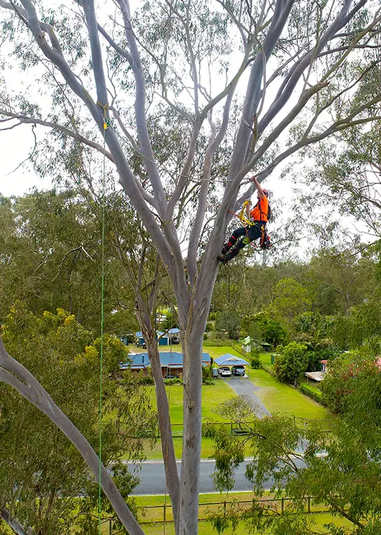 emergency tree removal arborist