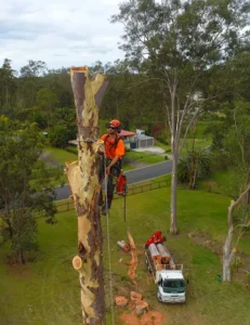 Large Tree Removal Experts