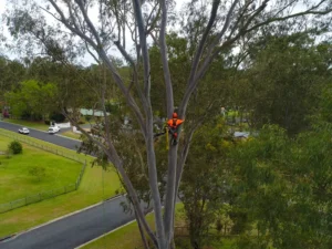 Large Tree Removal Specialists