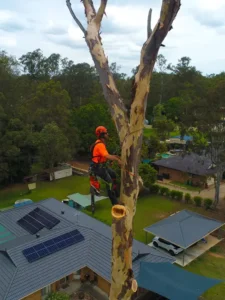 Large Tree Removal Experts