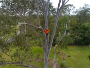 Arborist Tree Climbing