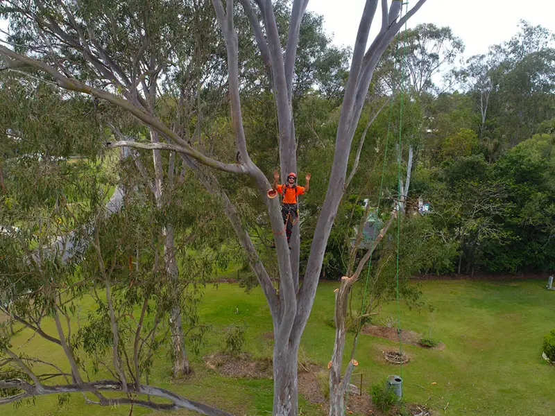 expert tree removal arborists