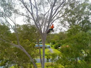 Arborist Tree Climbing